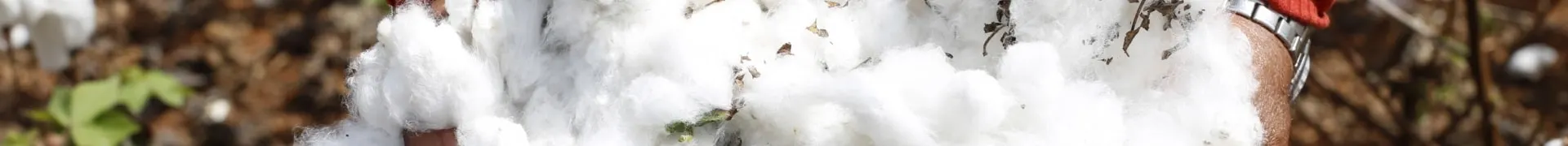 Algodão natural sendo colhido de forma sustentável para produção OITONOVE